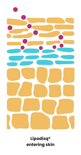 Annotated Skin Penetration Graphic-1
