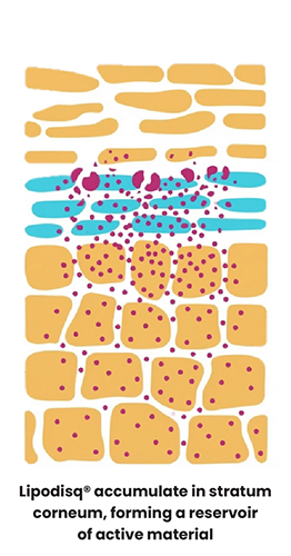 Annotated Skin Penetration Graphic-2